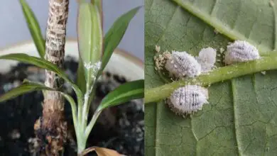Photo of Insetti mangia-cera: maggiori informazioni sui parassiti delle piante di cera