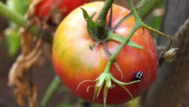 Photo of Insetticida a base di foglie di pomodoro