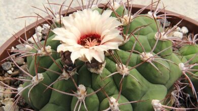 Photo of Intervista della pianta Gymnocalycium pflanzii o Echinocactus pflanzii