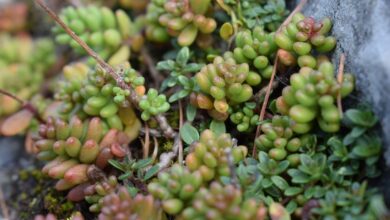 Photo of Intervista su Sedum o Uva cana album