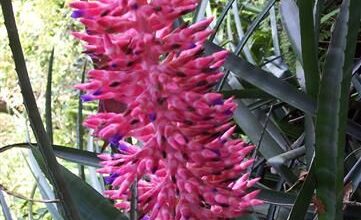 Photo of Intrattenimento dalla pianta Aechmea distichantha