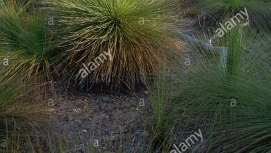 Photo of Intrattenimento dalla Xanthorrhoea glauca o dalla pianta dell’erba dell’albero