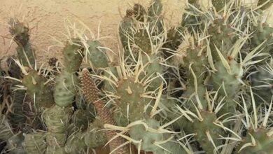 Photo of Intrattenimento della pianta Cylindropuntia prolifera o Cholla prolifera