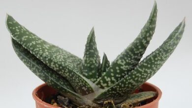 Photo of Intrattenimento della pianta Gasteria bicolore o Gasteria maculata