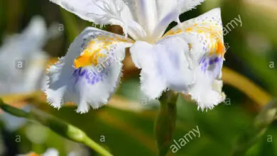 Photo of Iris dal Giappone, Iris con frange