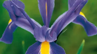 Photo of Iris olandese