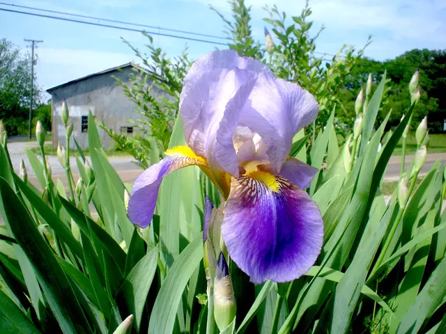 rhizome-and-new-leaves-of-bearded-iris-iris-germanica-flickr
