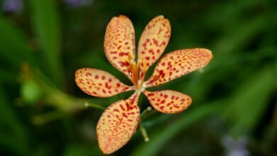 Photo of Iris tigre, Iris leopardo