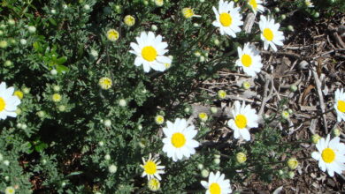 Photo of Isole Canarie Anthemis, Isole Canarie Margherita