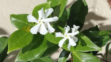 Photo of Jasminum grandiflorum, una pianta che può essere apprezzata su griglie o pareti