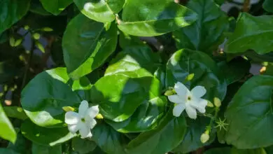 Photo of Jasminum sambac, una pianta che fa brillare qualsiasi giardino.