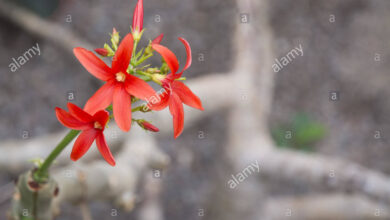 Photo of Jatropha in fiore, Jatropha piccante, Astore del Nord