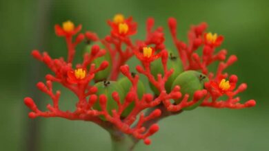 Photo of Jatropha podagrica produce bellissimi fiori rossi