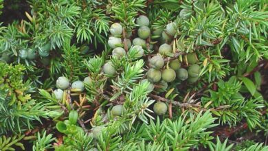 Photo of Juniperus communis Ginepro comune, ginepro