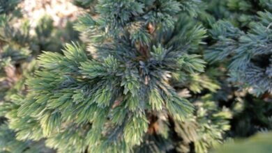 Photo of Juniperus squamata Enebro escamoso