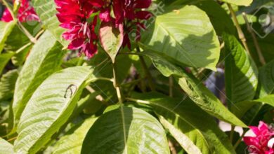 Photo of Justicia carnea Pluma brasileña