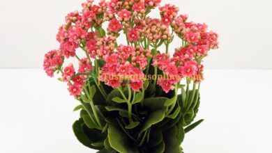 Photo of Kalanchoe blossfeldiana Calandiva Calandiva, Kalanchoe de doble flor