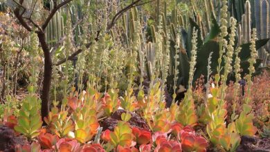 Photo of Kalanchoe luciae