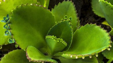 Photo of Kalanchoe pinnata, una pianta ornamentale per uso medicinale