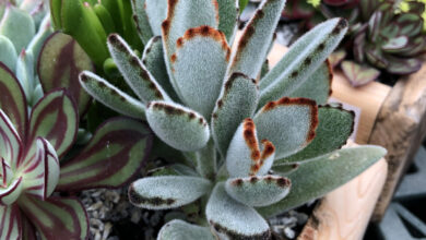 Photo of Kalanchoe tomentosa