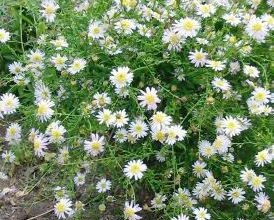 Photo of Kalimeris pinnatifida aster giapponese