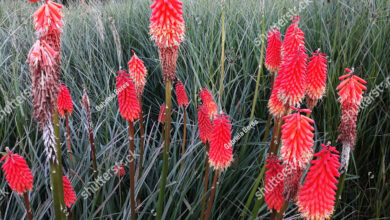 Photo of Kniphofia, Rocket Flower o Tritoma