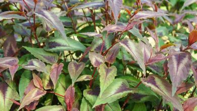 Photo of Knotweed, Persicaria microcephala