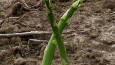 Photo of La coltivazione degli asparagi: come piantare, coltivare e raccogliere gli asparagi