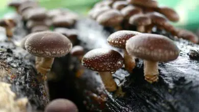 Photo of La coltivazione dei funghi shiitake – una guida alla produzione di funghi shiitake