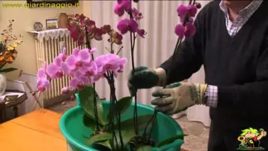 Photo of la coltivazione delle orchidee