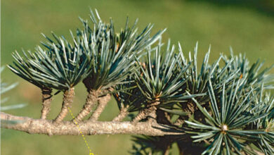 Photo of La cura di Cedrus libani o Cedro del Libano