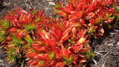 Photo of La cura di Crassula capitella o Fiamme rosse