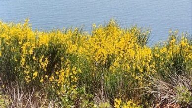 Photo of La ginestra provenzale, la ginestra con piccoli fiori