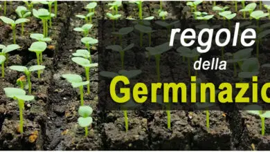 Photo of La giusta temperatura di germinazione per le vostre piante