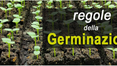 Photo of La giusta temperatura di germinazione per le vostre piante