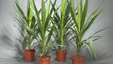 Photo of La gloriosa Yucca, una pianta i cui fiori appesi le conferiscono un aspetto unico.