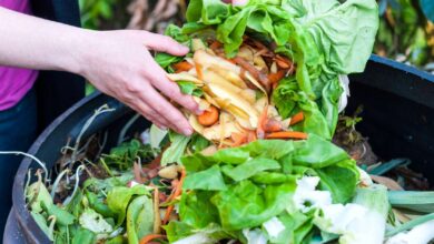 Photo of La guida definitiva al vermicomposting per principianti.