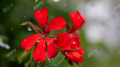 Photo of La lobelia rossa