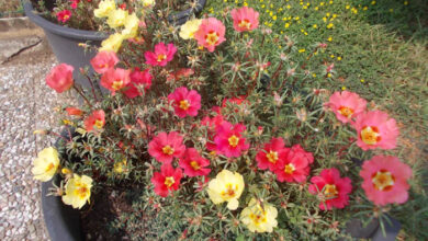 Photo of La portulaca con grandi fiori, cavaliere dell’undicesima ora…