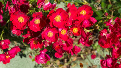 Photo of La rosa canina, la rosa rossa