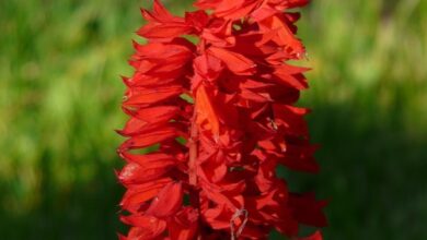 Photo of La salvia lucida, la salvia rossa