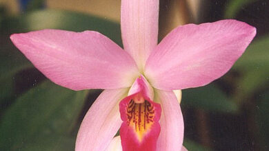 Photo of Laelia