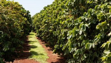 Photo of L’albero del caffè: le varietà migliori, come coltivarlo, la cura, i problemi e la raccolta