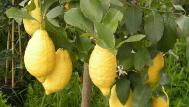 Photo of L’albero di limoni nelle quattro stagioni