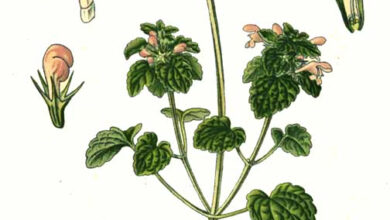 Photo of Lamium amplexicaule, una pianta che cresce facilmente