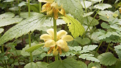 Photo of Lamium galeobdolon Ortica gialla, Lamium galeobdolon