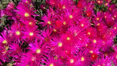 Photo of Lampranthus spectabilis, una pianta con fiori simili a margherite