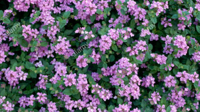 Photo of Lantana strisciante, Lantana strisciante, Lantana viola