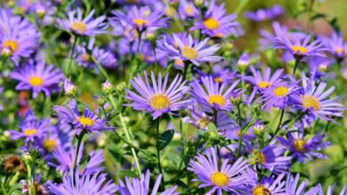 Photo of L’aster autunnale del New England