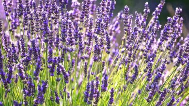 Photo of Lavanda